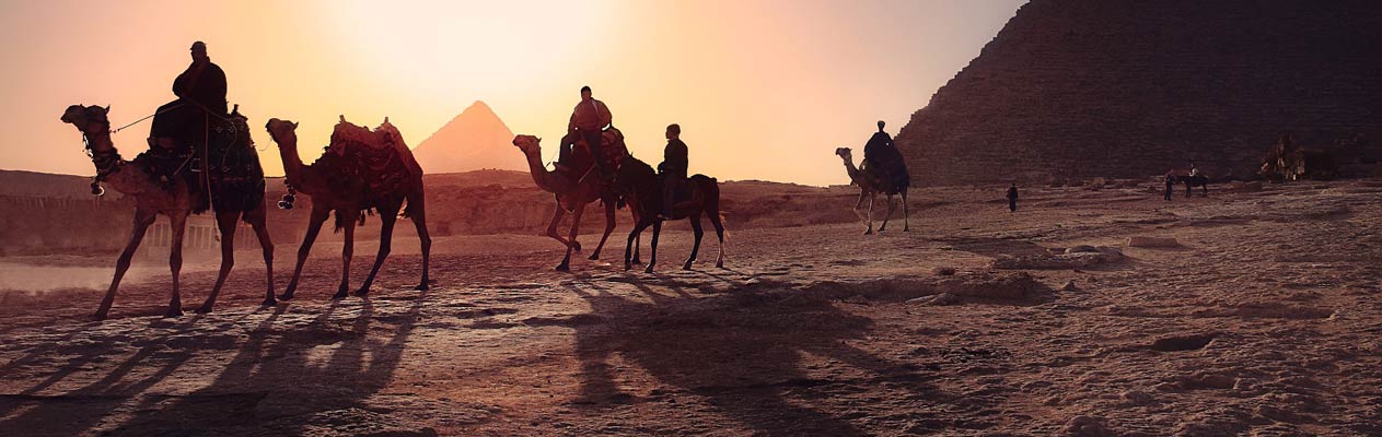 Kamelen en piramides in Caïro, Egypte